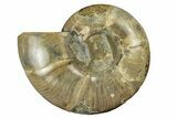 Polished Ammonite (Eotetragonites) Fossil - Madagascar #252770-1